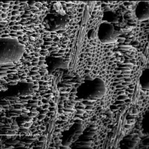 Biochar