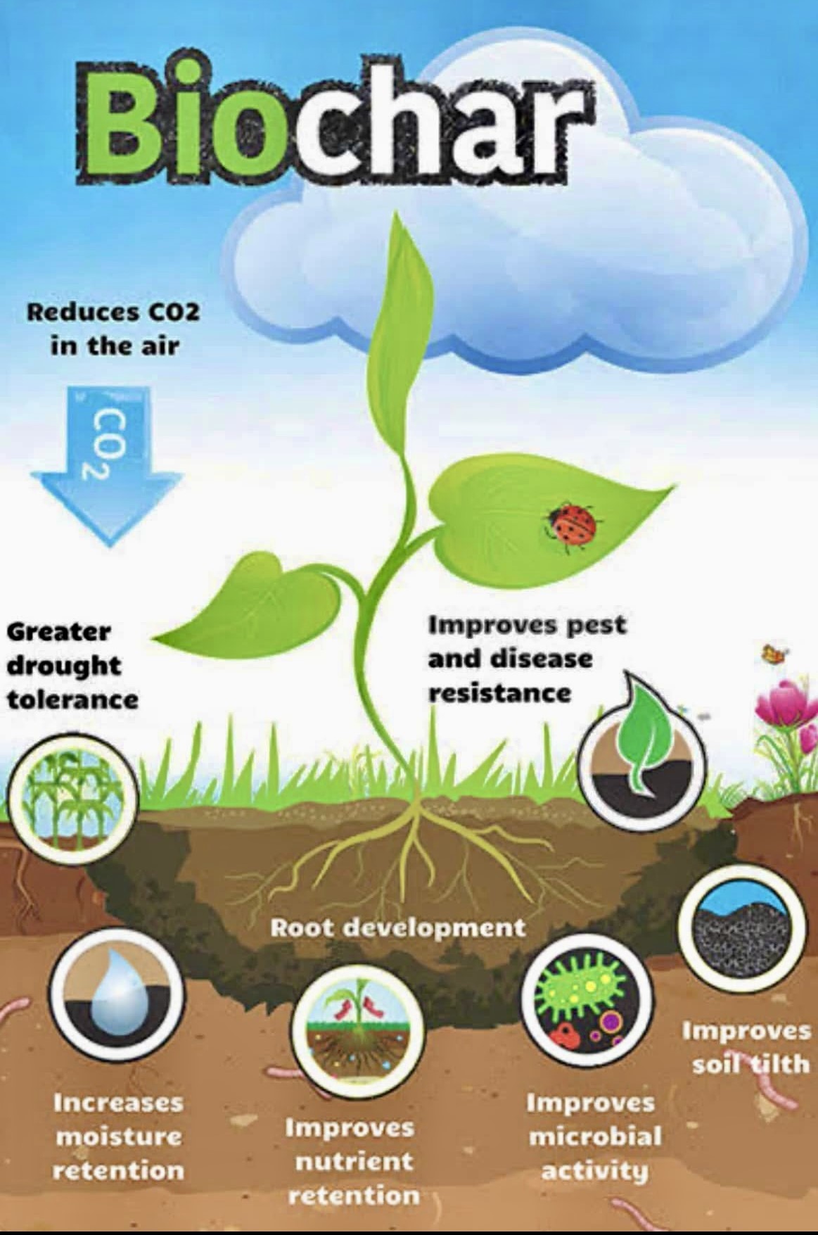 Biochar - Image 2